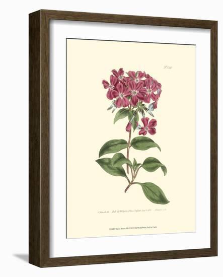 Mauve Beauty III-Samuel Curtis-Framed Art Print