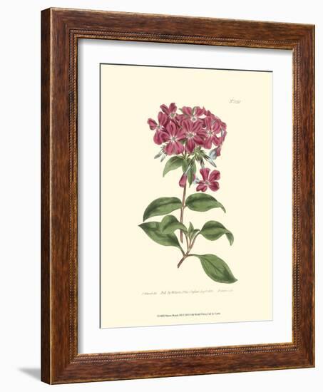 Mauve Beauty III-Samuel Curtis-Framed Art Print