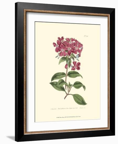 Mauve Beauty III-Samuel Curtis-Framed Art Print