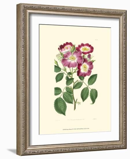 Mauve Beauty IV-Samuel Curtis-Framed Art Print