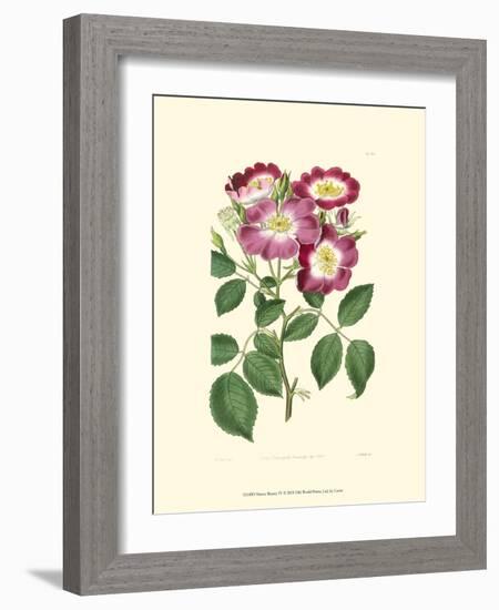 Mauve Beauty IV-Samuel Curtis-Framed Art Print