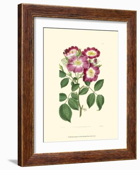 Mauve Beauty IV-Samuel Curtis-Framed Art Print