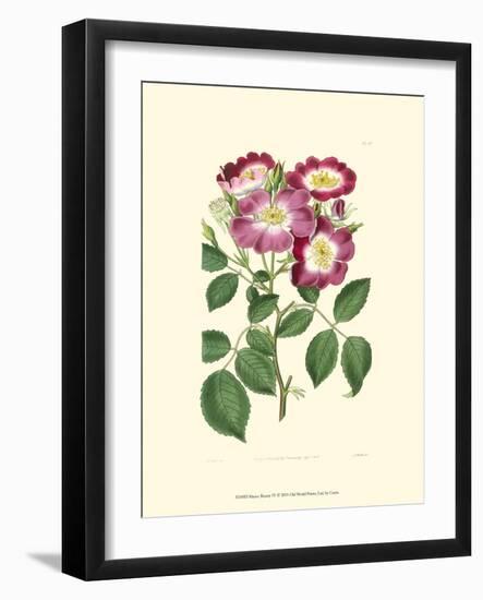 Mauve Beauty IV-Samuel Curtis-Framed Art Print