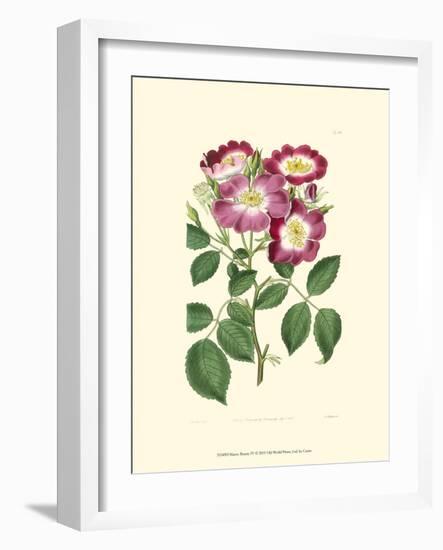 Mauve Beauty IV-Samuel Curtis-Framed Art Print