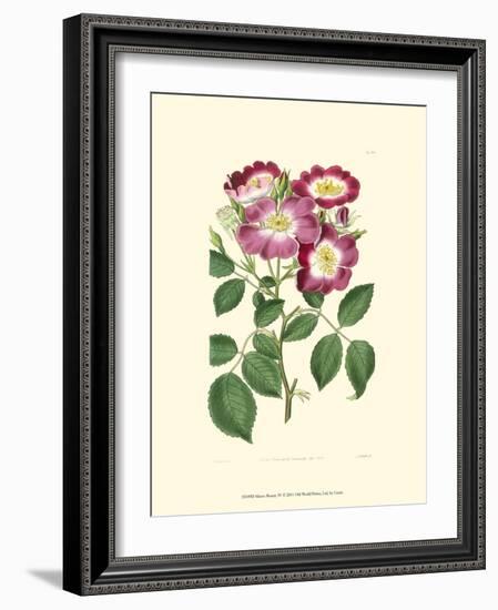 Mauve Beauty IV-Samuel Curtis-Framed Art Print