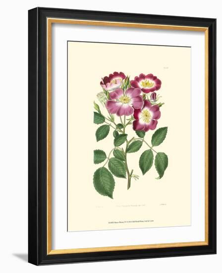 Mauve Beauty IV-Samuel Curtis-Framed Art Print