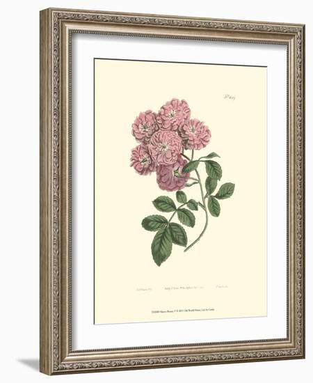 Mauve Beauty V-Samuel Curtis-Framed Art Print