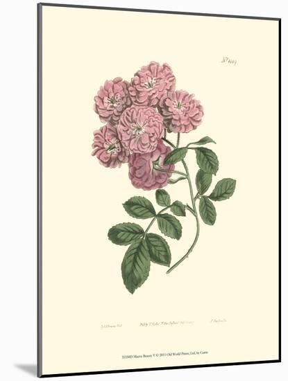 Mauve Beauty V-Samuel Curtis-Mounted Art Print