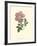 Mauve Beauty V-Samuel Curtis-Framed Art Print