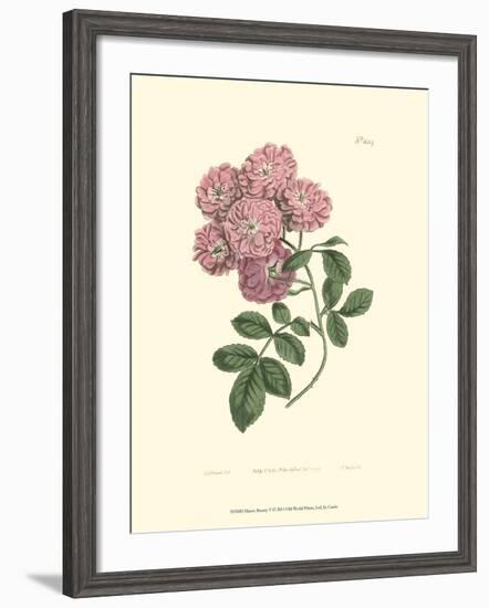 Mauve Beauty V-Samuel Curtis-Framed Art Print