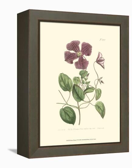 Mauve Beauty VI-Samuel Curtis-Framed Stretched Canvas