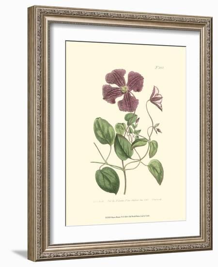 Mauve Beauty VI-Samuel Curtis-Framed Art Print