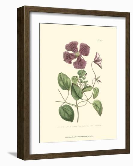 Mauve Beauty VI-Samuel Curtis-Framed Art Print