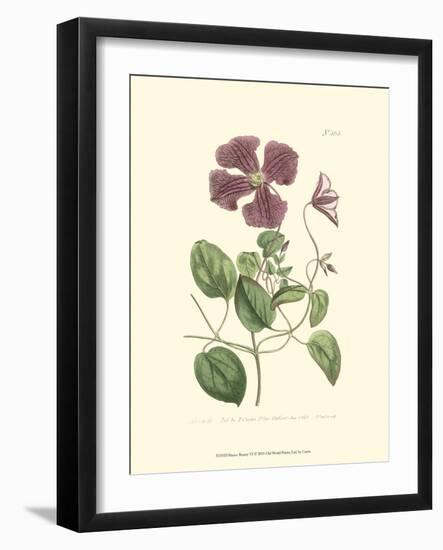 Mauve Beauty VI-Samuel Curtis-Framed Art Print