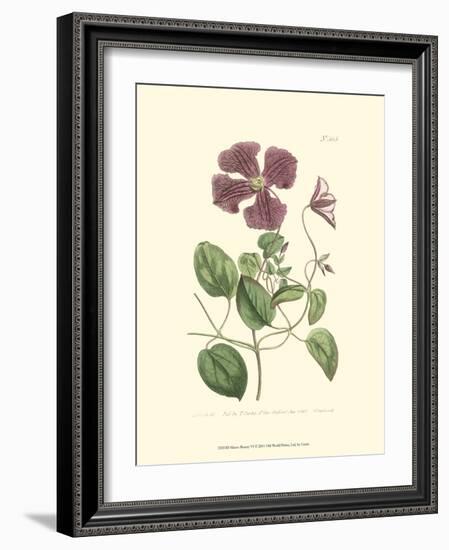 Mauve Beauty VI-Samuel Curtis-Framed Art Print