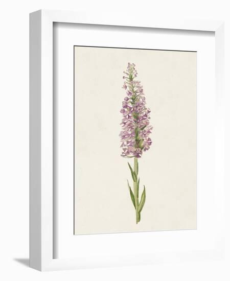 Mauve Garden Flowers I-Unknown-Framed Art Print