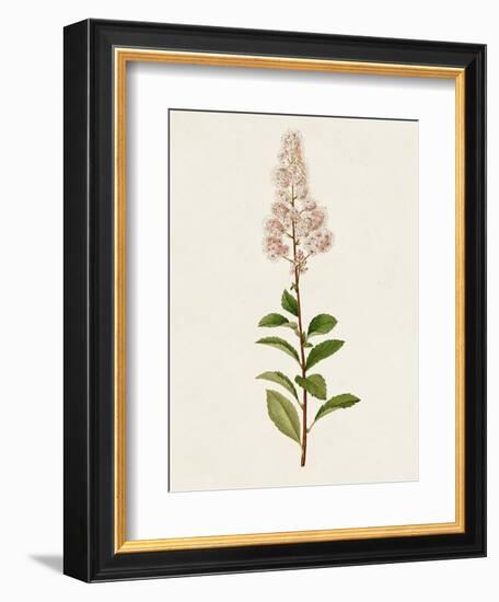 Mauve Garden Flowers II-Unknown-Framed Art Print