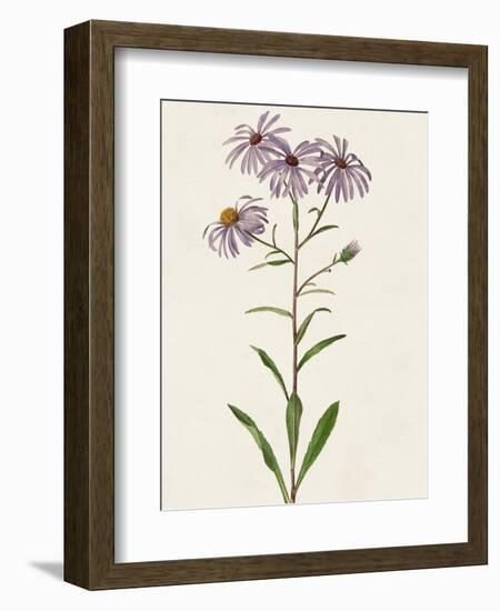 Mauve Garden Flowers III-Unknown-Framed Art Print