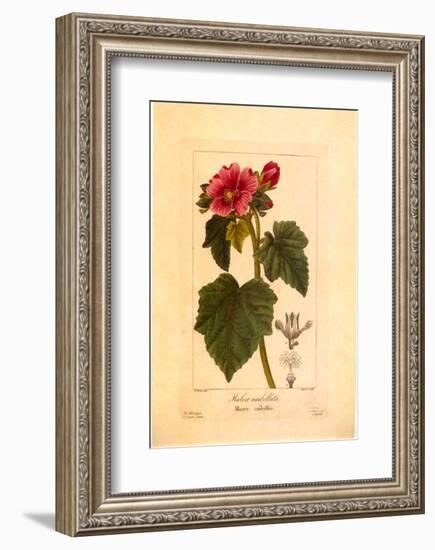 Mauve Ombelle-null-Framed Art Print