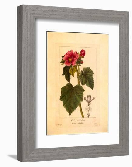 Mauve Ombelle-null-Framed Art Print