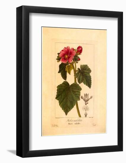 Mauve Ombelle-null-Framed Art Print