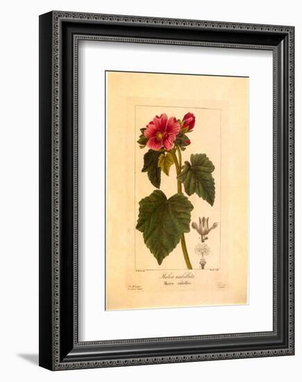 Mauve Ombelle-null-Framed Art Print