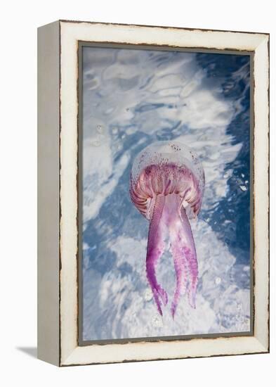 Mauve Stinger Jellyfish (Pelagia Noctiluca), Cap De Creus, Costa Brava, Spain-Reinhard Dirscherl-Framed Premier Image Canvas