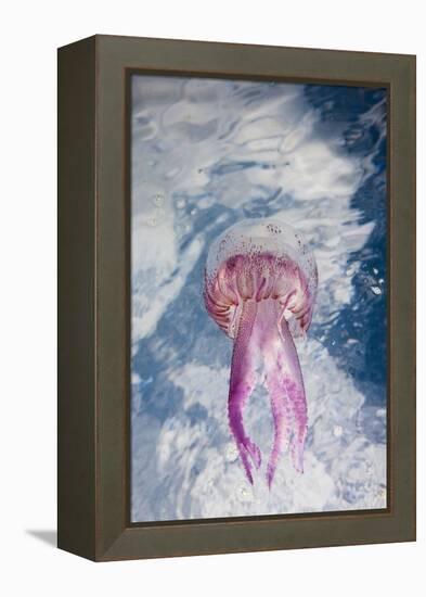 Mauve Stinger Jellyfish (Pelagia Noctiluca), Cap De Creus, Costa Brava, Spain-Reinhard Dirscherl-Framed Premier Image Canvas