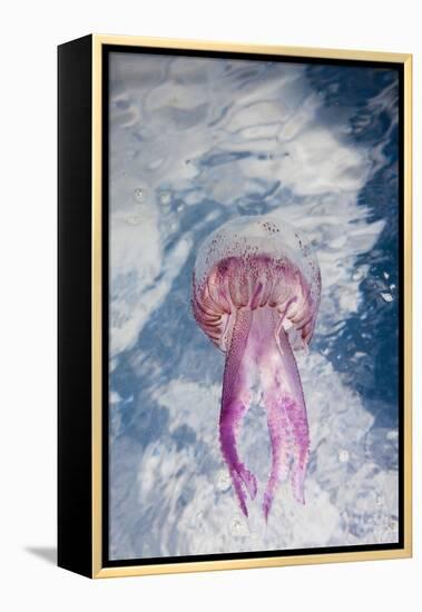 Mauve Stinger Jellyfish (Pelagia Noctiluca), Cap De Creus, Costa Brava, Spain-Reinhard Dirscherl-Framed Premier Image Canvas