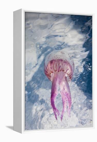 Mauve Stinger Jellyfish (Pelagia Noctiluca), Cap De Creus, Costa Brava, Spain-Reinhard Dirscherl-Framed Premier Image Canvas