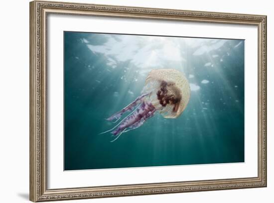 Mauve Stinger Jellyfish (Pelagia Noctiluca), Cap De Creus, Costa Brava, Spain-Reinhard Dirscherl-Framed Photographic Print