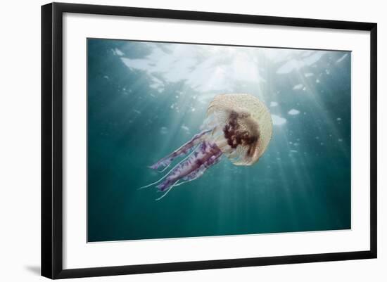 Mauve Stinger Jellyfish (Pelagia Noctiluca), Cap De Creus, Costa Brava, Spain-Reinhard Dirscherl-Framed Photographic Print