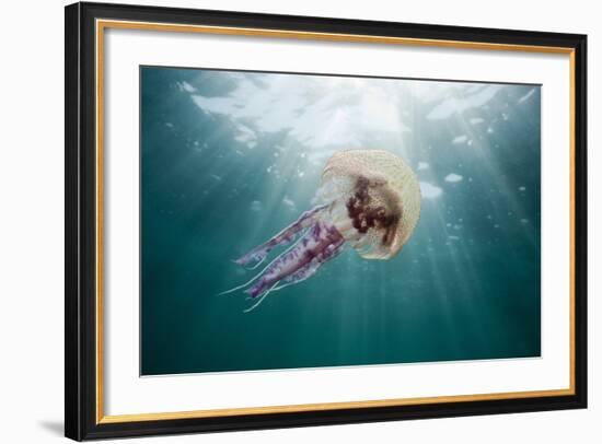 Mauve Stinger Jellyfish (Pelagia Noctiluca), Cap De Creus, Costa Brava, Spain-Reinhard Dirscherl-Framed Photographic Print