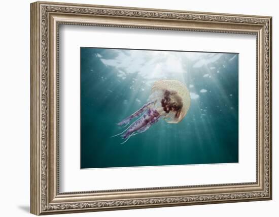 Mauve Stinger Jellyfish (Pelagia Noctiluca), Cap De Creus, Costa Brava, Spain-Reinhard Dirscherl-Framed Photographic Print