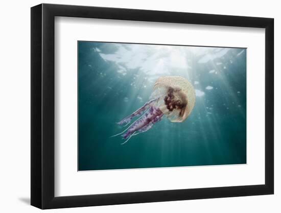 Mauve Stinger Jellyfish (Pelagia Noctiluca), Cap De Creus, Costa Brava, Spain-Reinhard Dirscherl-Framed Photographic Print