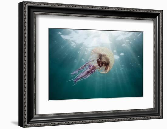 Mauve Stinger Jellyfish (Pelagia Noctiluca), Cap De Creus, Costa Brava, Spain-Reinhard Dirscherl-Framed Photographic Print