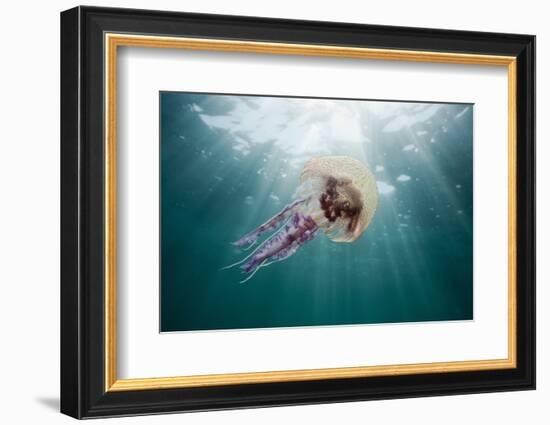 Mauve Stinger Jellyfish (Pelagia Noctiluca), Cap De Creus, Costa Brava, Spain-Reinhard Dirscherl-Framed Photographic Print