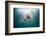 Mauve Stinger Jellyfish (Pelagia Noctiluca), Cap De Creus, Costa Brava, Spain-Reinhard Dirscherl-Framed Photographic Print