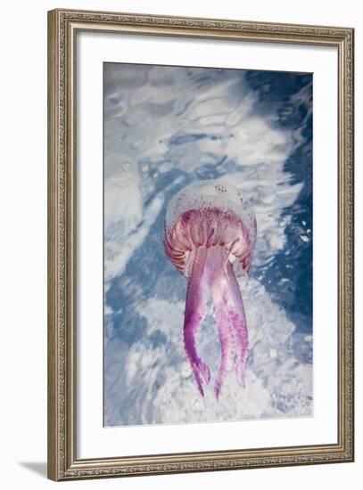 Mauve Stinger Jellyfish (Pelagia Noctiluca), Cap De Creus, Costa Brava, Spain-Reinhard Dirscherl-Framed Photographic Print