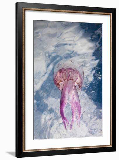 Mauve Stinger Jellyfish (Pelagia Noctiluca), Cap De Creus, Costa Brava, Spain-Reinhard Dirscherl-Framed Photographic Print