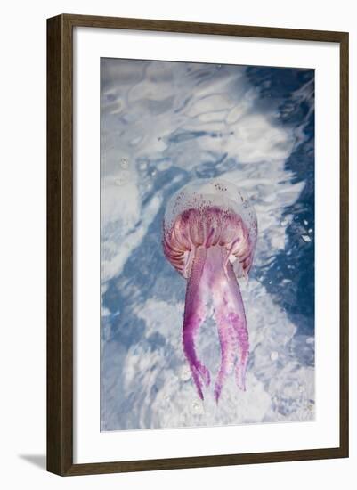 Mauve Stinger Jellyfish (Pelagia Noctiluca), Cap De Creus, Costa Brava, Spain-Reinhard Dirscherl-Framed Photographic Print