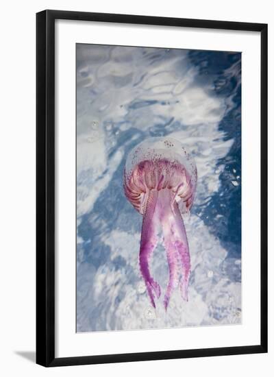 Mauve Stinger Jellyfish (Pelagia Noctiluca), Cap De Creus, Costa Brava, Spain-Reinhard Dirscherl-Framed Photographic Print