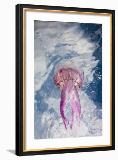 Mauve Stinger Jellyfish (Pelagia Noctiluca), Cap De Creus, Costa Brava, Spain-Reinhard Dirscherl-Framed Photographic Print