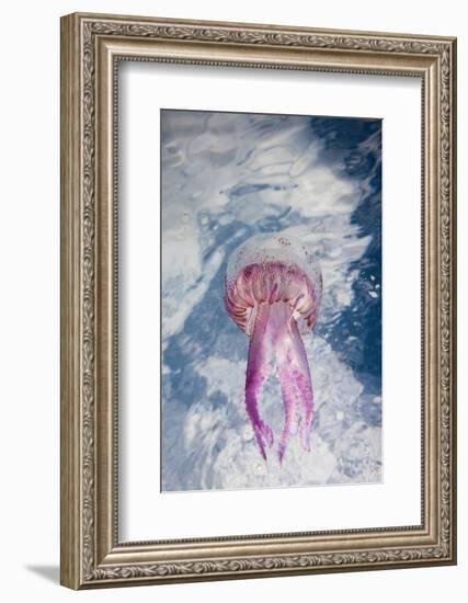 Mauve Stinger Jellyfish (Pelagia Noctiluca), Cap De Creus, Costa Brava, Spain-Reinhard Dirscherl-Framed Photographic Print