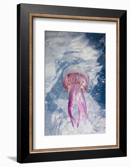 Mauve Stinger Jellyfish (Pelagia Noctiluca), Cap De Creus, Costa Brava, Spain-Reinhard Dirscherl-Framed Photographic Print