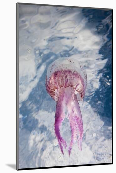 Mauve Stinger Jellyfish (Pelagia Noctiluca), Cap De Creus, Costa Brava, Spain-Reinhard Dirscherl-Mounted Photographic Print