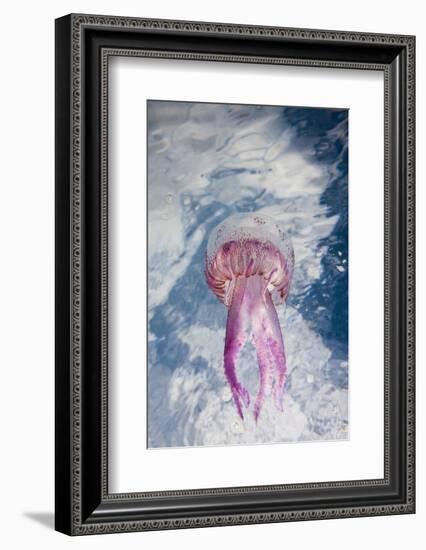 Mauve Stinger Jellyfish (Pelagia Noctiluca), Cap De Creus, Costa Brava, Spain-Reinhard Dirscherl-Framed Photographic Print