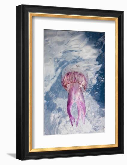 Mauve Stinger Jellyfish (Pelagia Noctiluca), Cap De Creus, Costa Brava, Spain-Reinhard Dirscherl-Framed Photographic Print