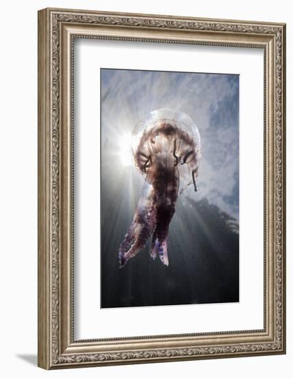 Mauve Stinger Jellyfish (Pelagia Noctiluca), Cap De Creus, Costa Brava, Spain-Reinhard Dirscherl-Framed Photographic Print