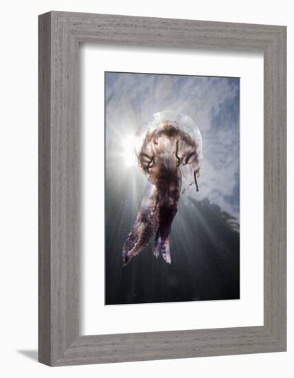 Mauve Stinger Jellyfish (Pelagia Noctiluca), Cap De Creus, Costa Brava, Spain-Reinhard Dirscherl-Framed Photographic Print